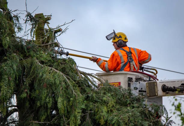 Best Tree Cabling and Bracing  in Ruhenstroth, NV