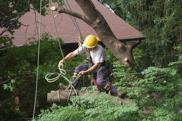 Best Tree Maintenance Programs  in Ruhenstroth, NV