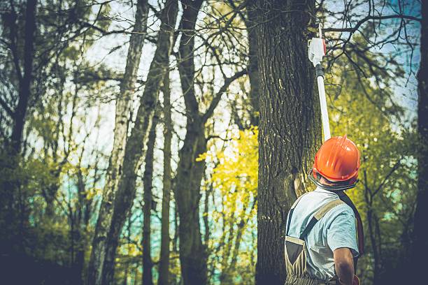 Best Tree Disease Treatment  in Ruhenstroth, NV