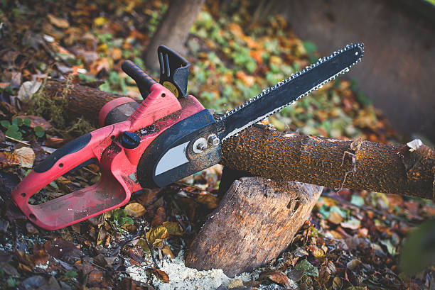 How Our Tree Care Process Works  in  Ruhenstroth, NV